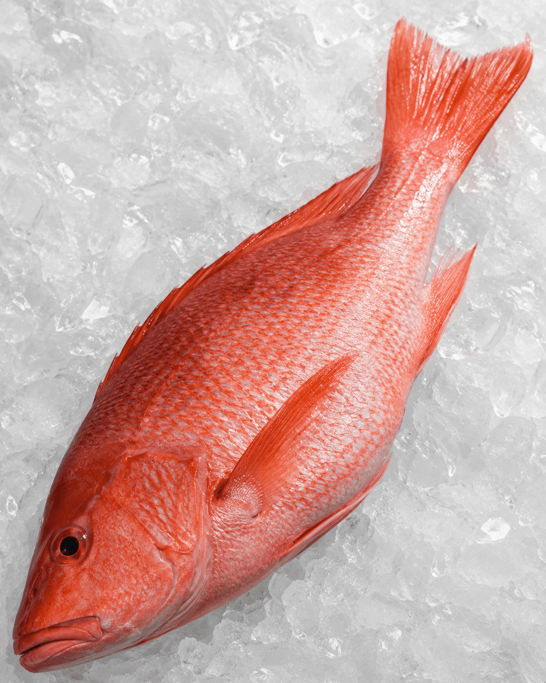 Red Grouper