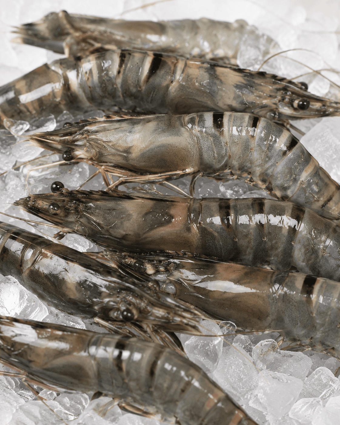 Sea Tiger Prawns